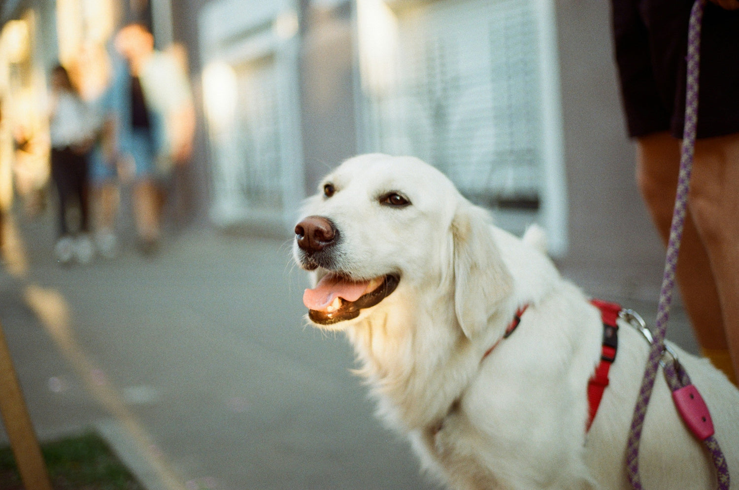 Chien