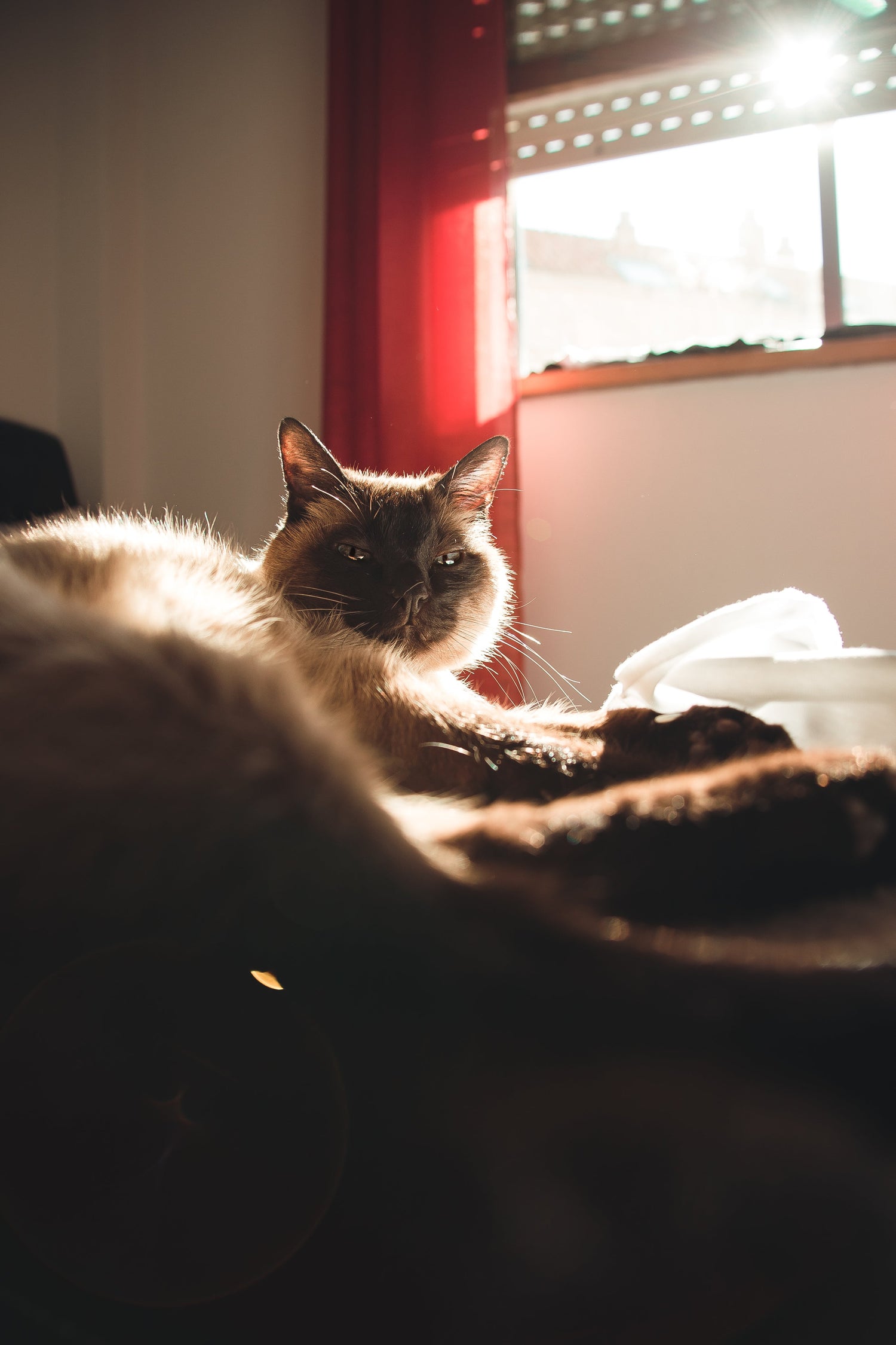 Chat
